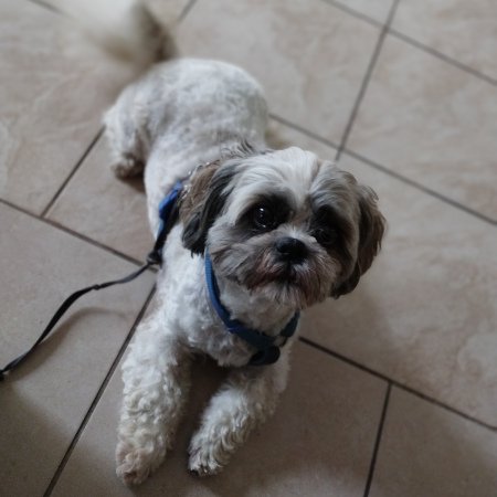 Piesek po pielęgnacji